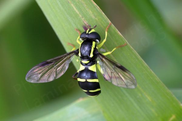 An attractive Hoverfly mostly hairless and black in colour with beautiful citrus yellow markings.