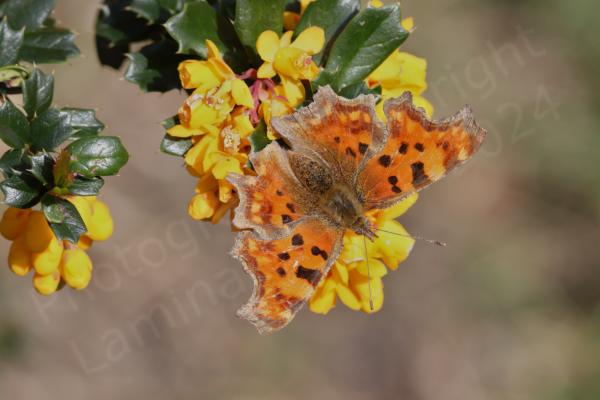 The Comma Butterfly is a largish orange and brown butterfly with very distinctive almost ragged shaped wings and a white C shape on the underwing.