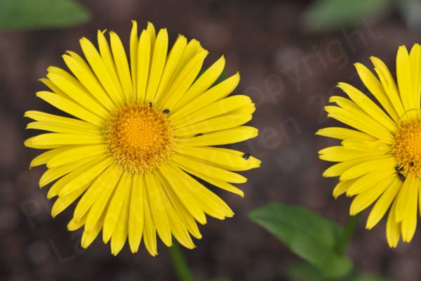 Two large bright yellow flowers with yellow centres fill the frame and a few small black beetles just a few mm in size can be seen rummaging about.