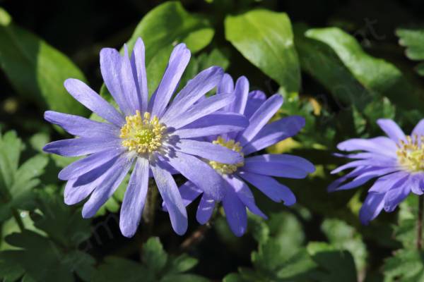 Sitting above green foliage are several largish flowers with long narrow light purple petals surrounding a yellow centre with prominent pale yellow stamens.