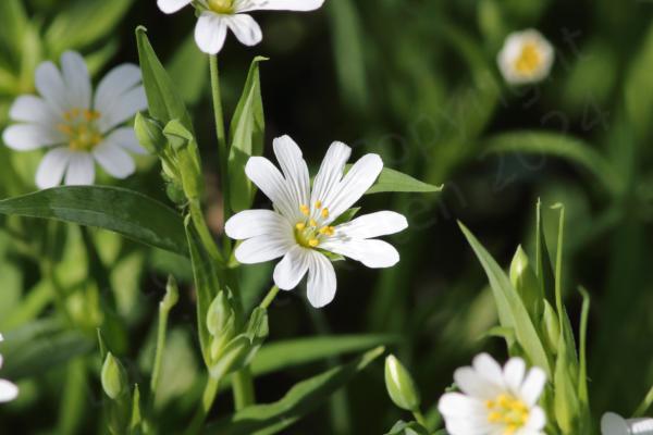 Standing out from a sea of green foliage a couple of small white flowers with 5 very distinctively shaped petals and stamens with a white stalk and bright yellow anthers.