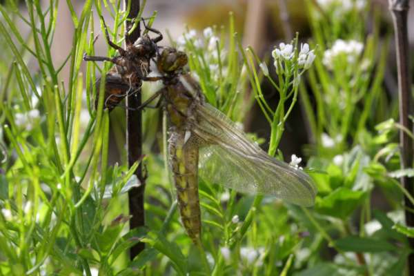 A newly emerged Broad Bodied Chaser dragonfly with its wings closed and partially holding on to its old exuvia.