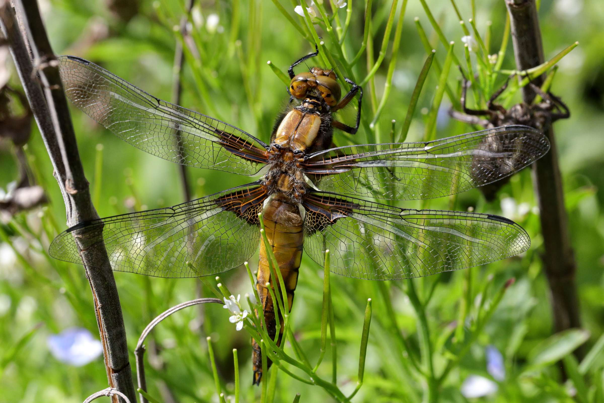 A newly emerged Broad Bodied Chaser dragonfly with open wings and in pristine condition is ready for its first flight.