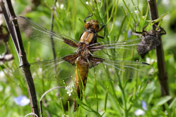 A newly emerged Broad Bodied Chaser dragonfly with open wings and in pristine condition is ready for its first flight.