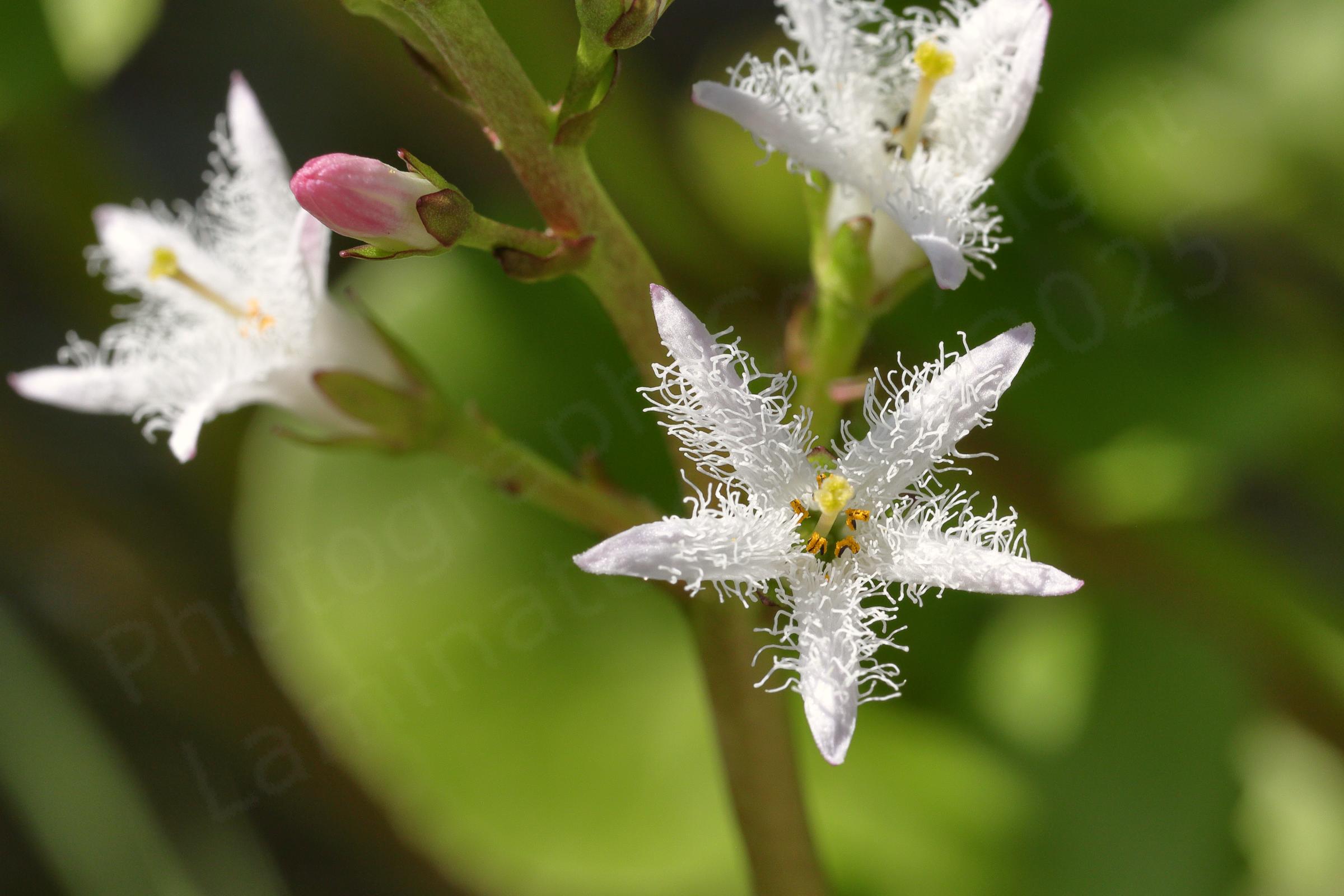 A Bogbean flower with five long slender white petals with feather like wavy fringes.