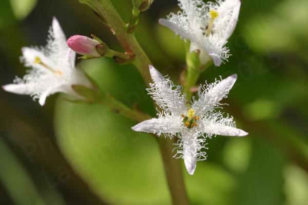 A Bogbean flower with five long slender white petals with feather like wavy fringes.