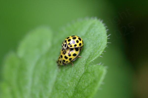 A pair of yellow 22 Spot Ladybirds mating.