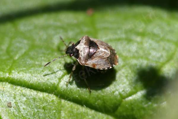 A tiny Shieldbug with a light bronze colouration and darker head.