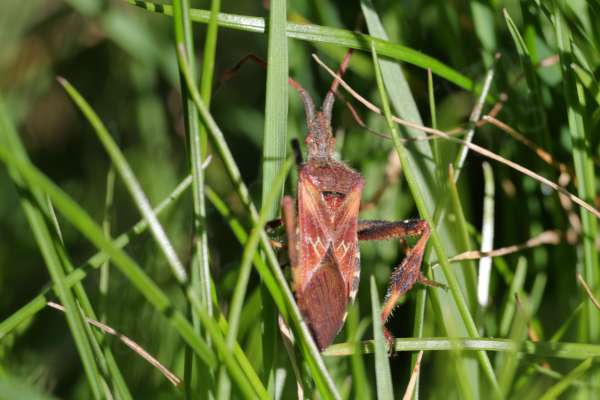 The Western Conifer Seed Bug is similar to a Shieldbug in appearance and is a reddish brown colour with hints of orange.