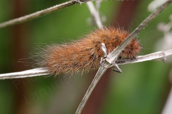 A short caterpillar with long light brown hair looking rather like spikes is trundling along some old plant stems.