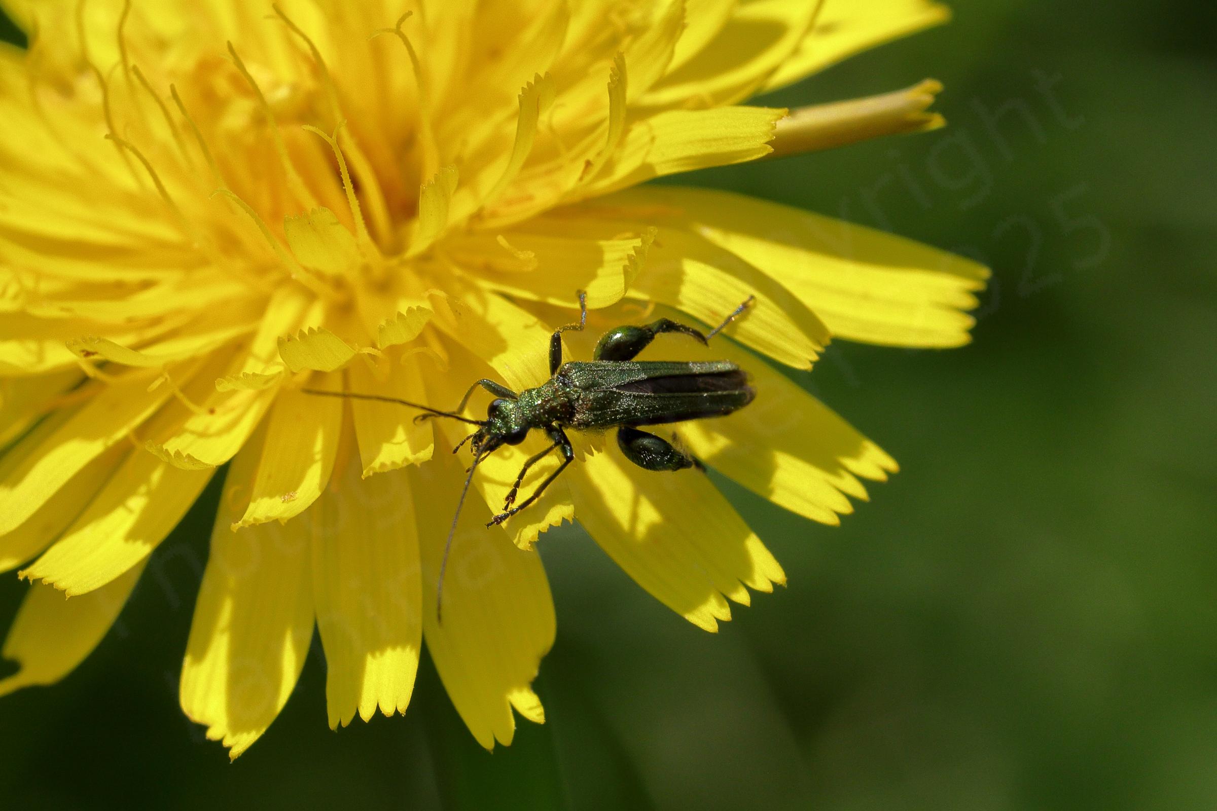 A slim metallic green beetle with large thighed back legs is exploring a dandelion type flower.