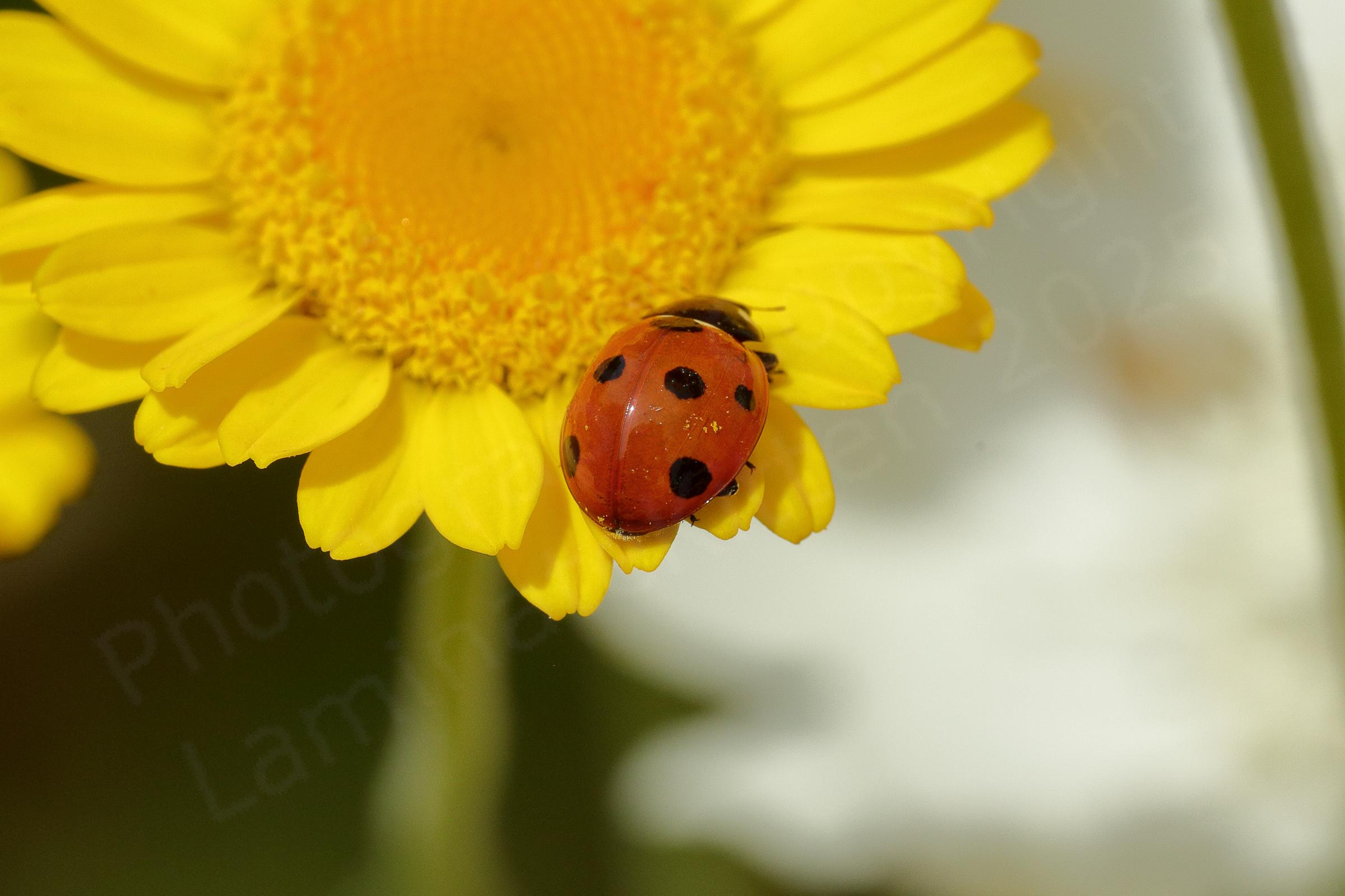 A Seven Spot Ladybird is exploring the yellow flower of Dyers Chamomile.