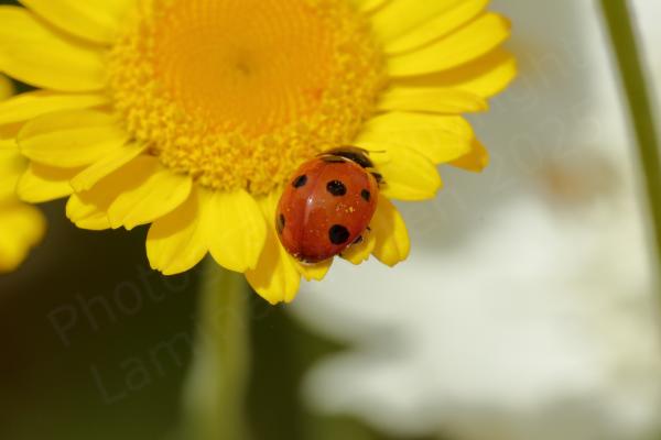 A Seven Spot Ladybird is exploring the yellow flower of Dyers Chamomile.