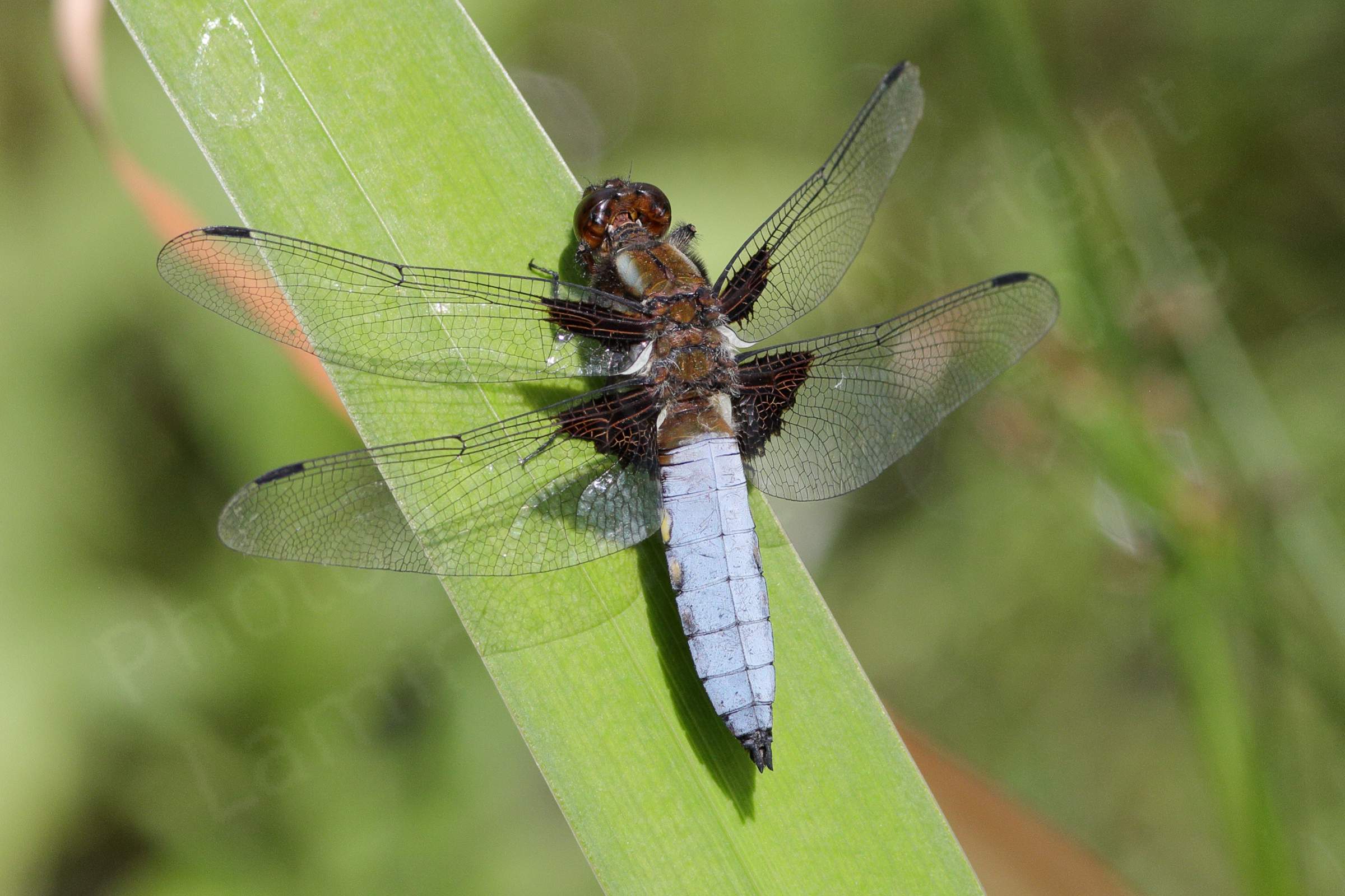 A male Broad Bodied Chaser mostly brown with greyish blue abdomen is resting on a broad Iris leaf.