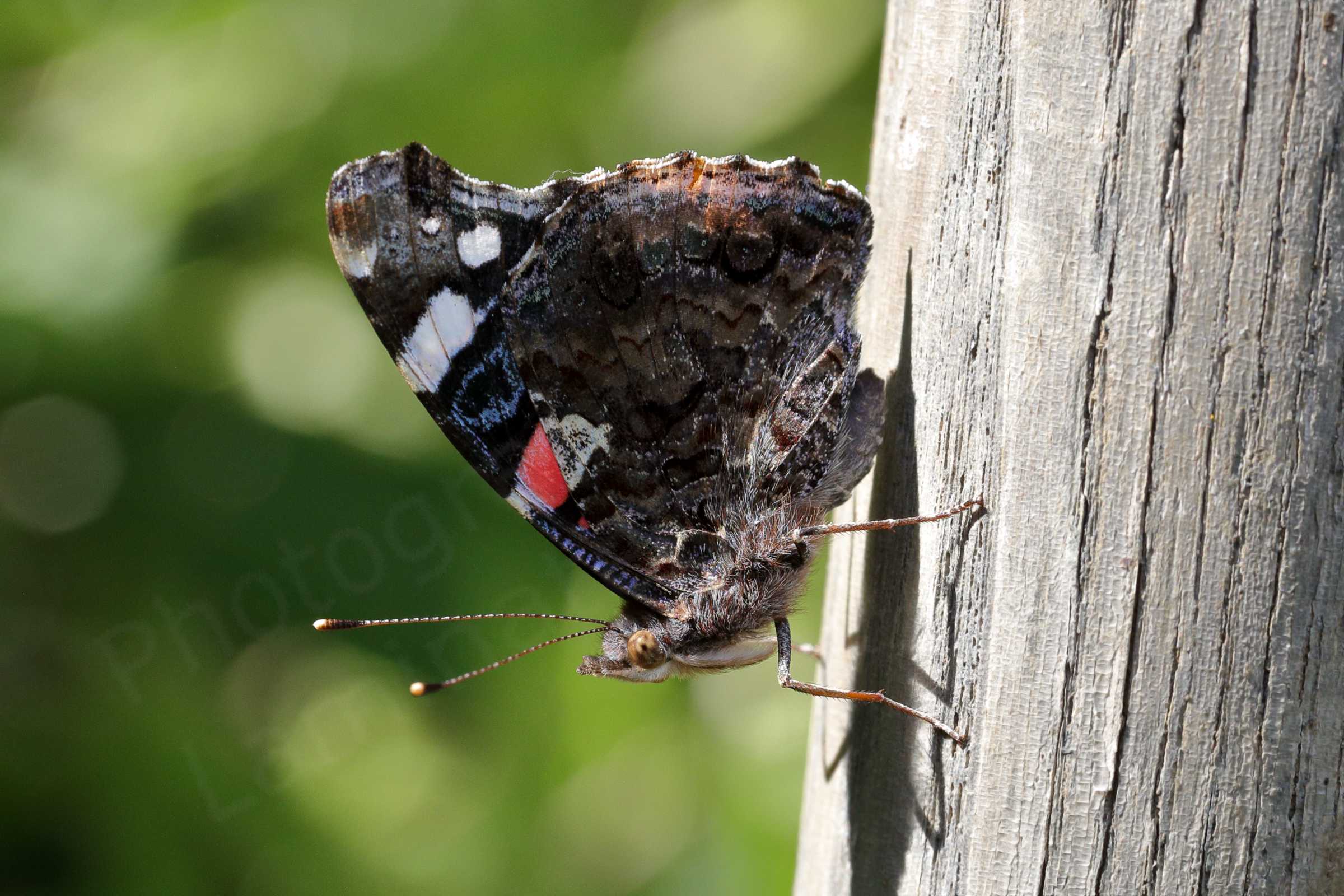 A Red Admiral Butterfly with folded wings is resting face downwards on a wooden garden spade handle.