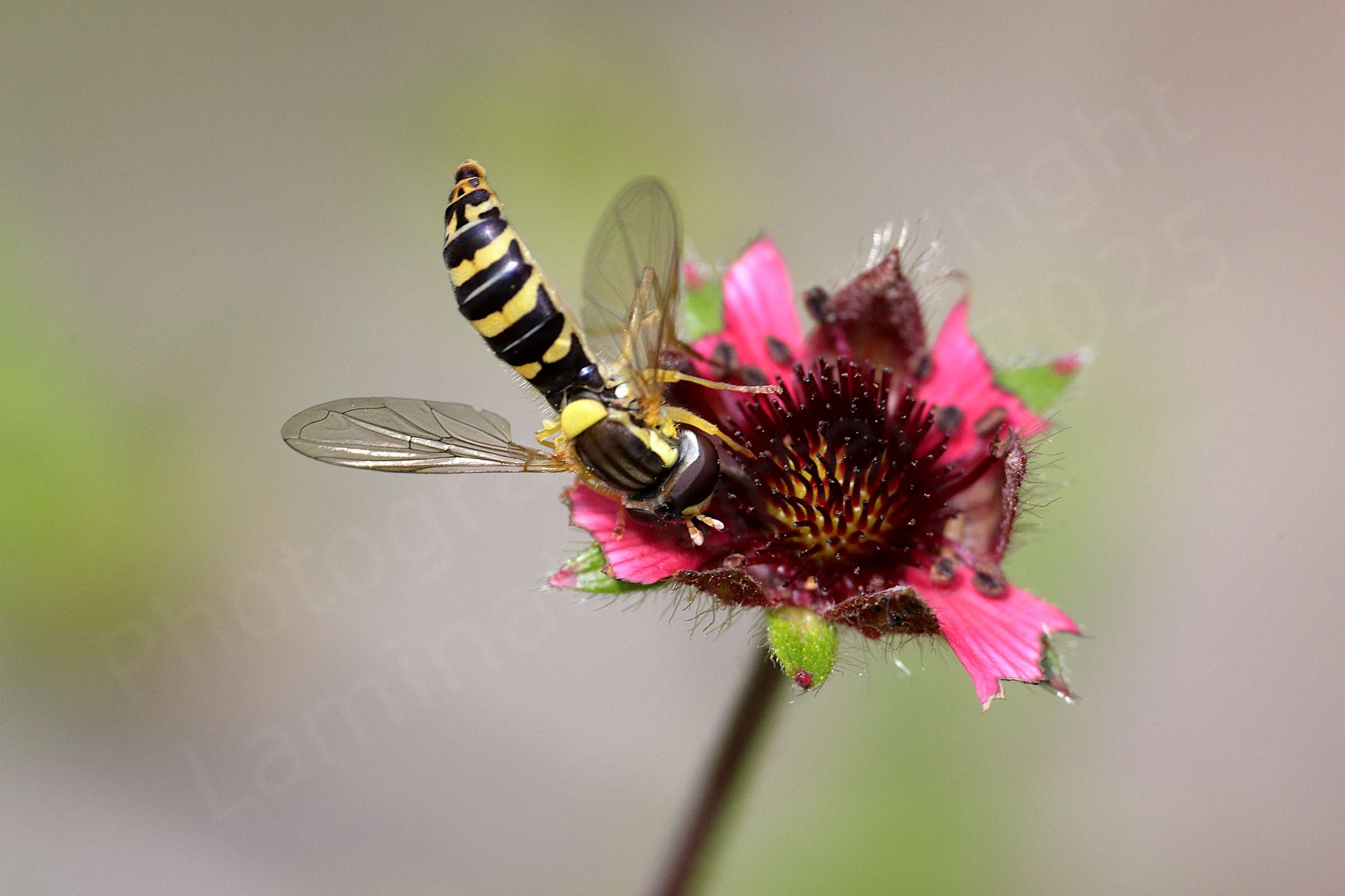 A small slender Hoverfly in yellow brown and black colours is feeding from a rather battered flower.