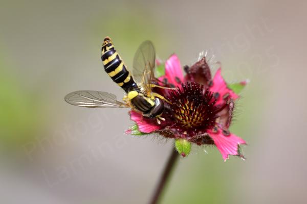 A small slender Hoverfly in yellow brown and black colours is feeding from a rather battered flower.