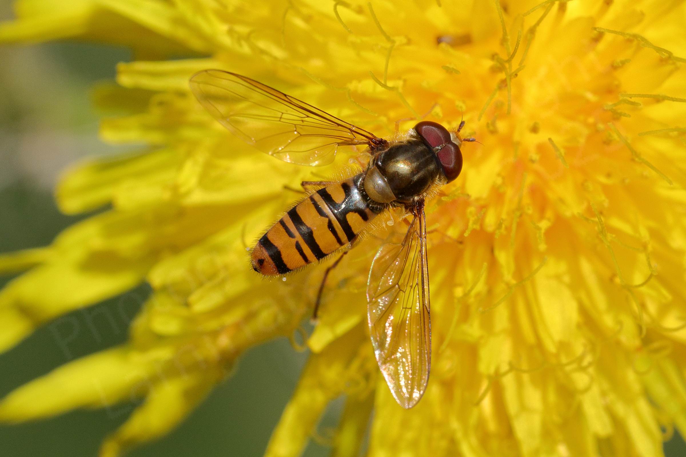 A Marmalade Hoverfly with distinctive black moustache shaped markings on its abdomen is feeding on what looks like a dandelion flower.