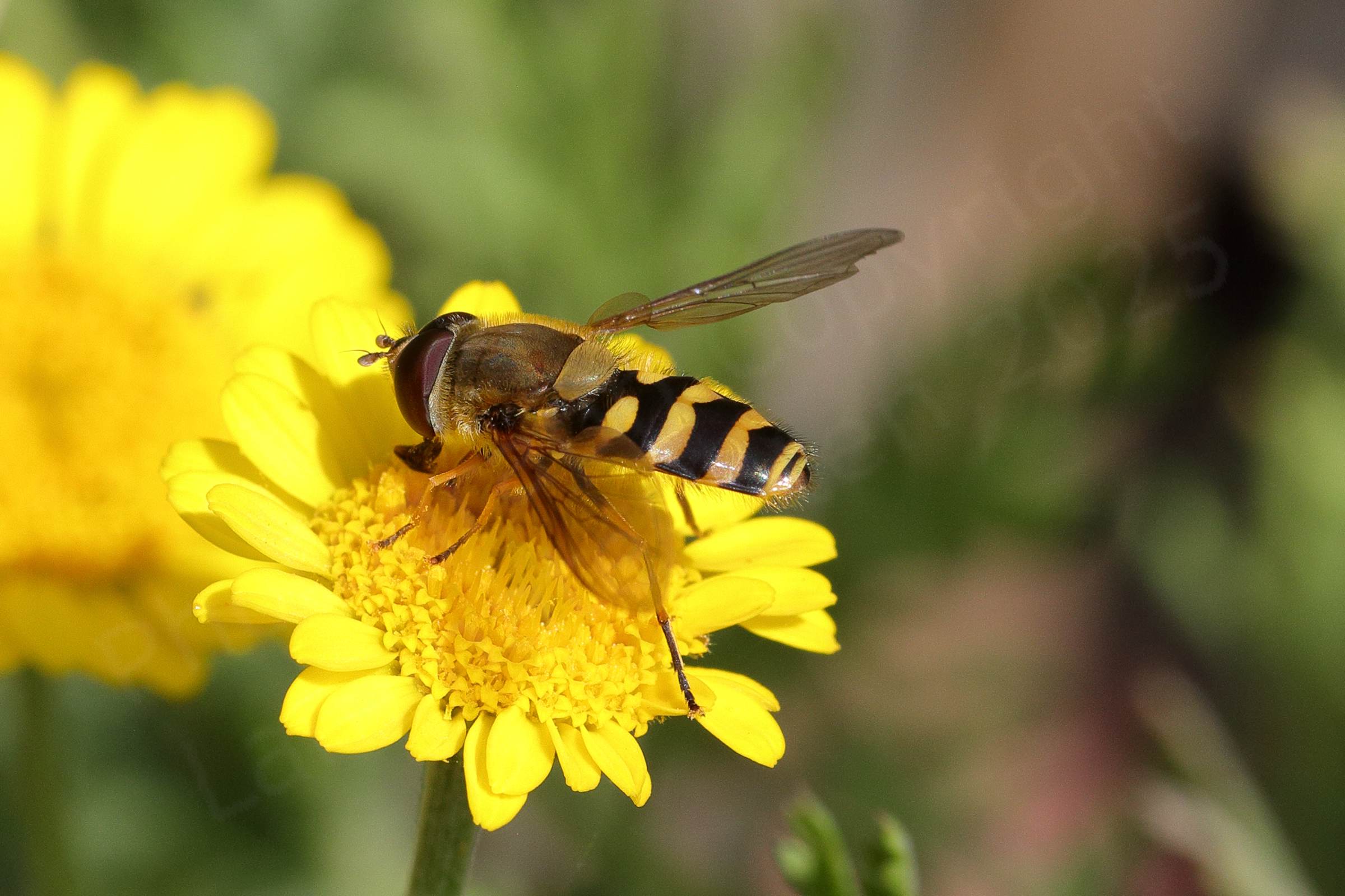 A medium sized Hoverfly mostly golden yellow with black markings is enjoying a small yellow flower.