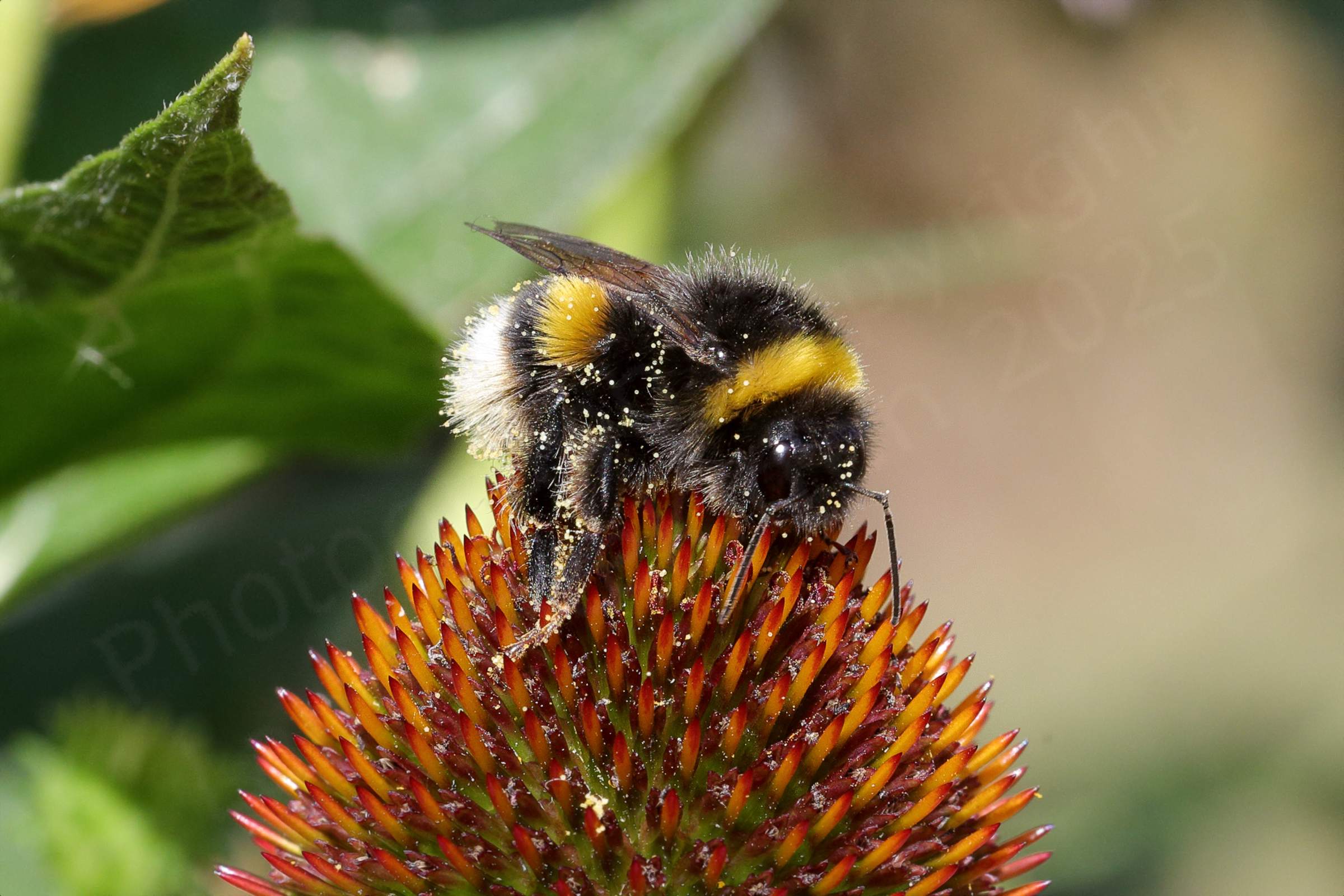 A large hairy black Bumblebee with two yellow bands and a white rump is visiting an Echinacea flower.