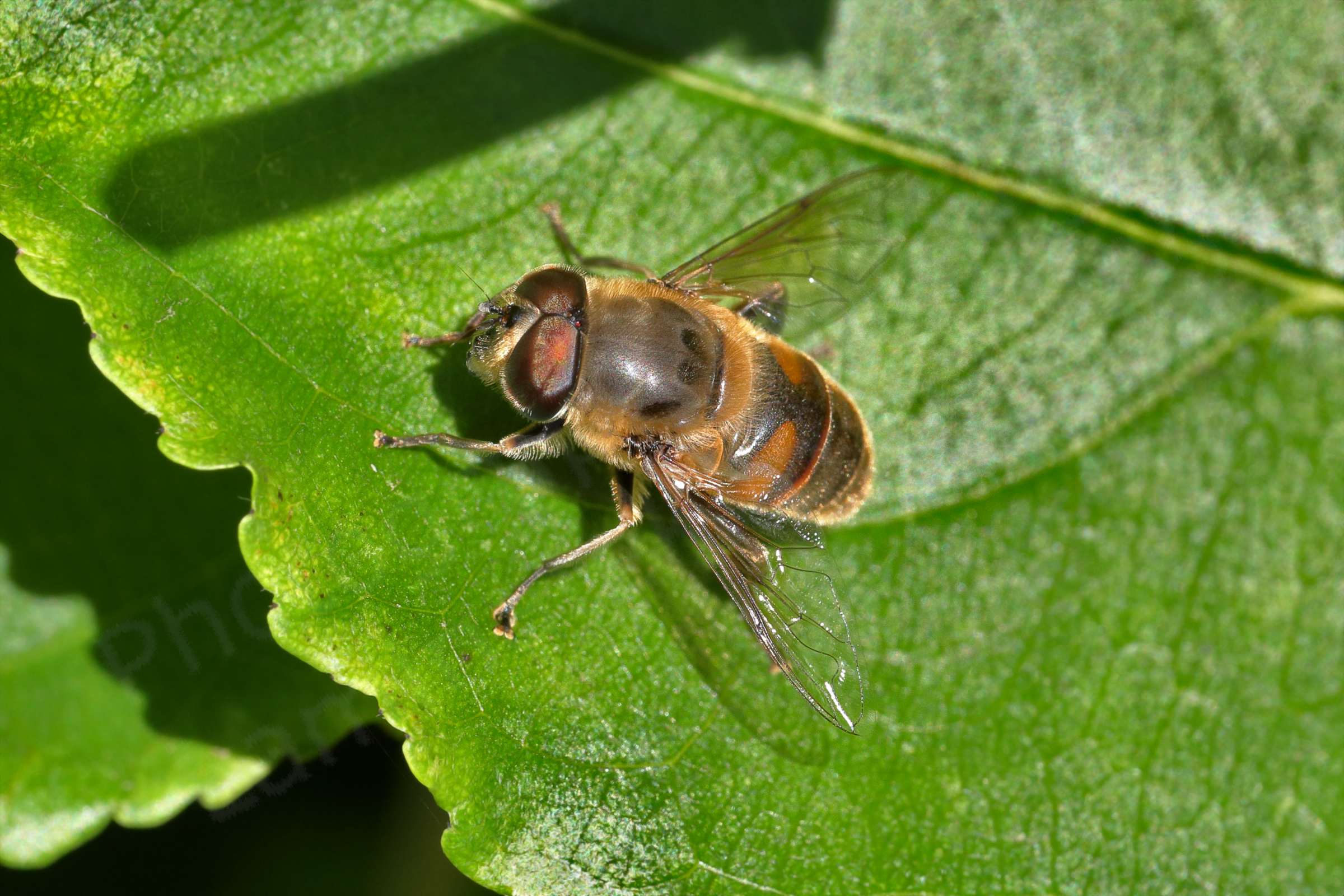 A medium sized Hoverfly covered in light brown hairs and dark orange and black colouration elsewhere.