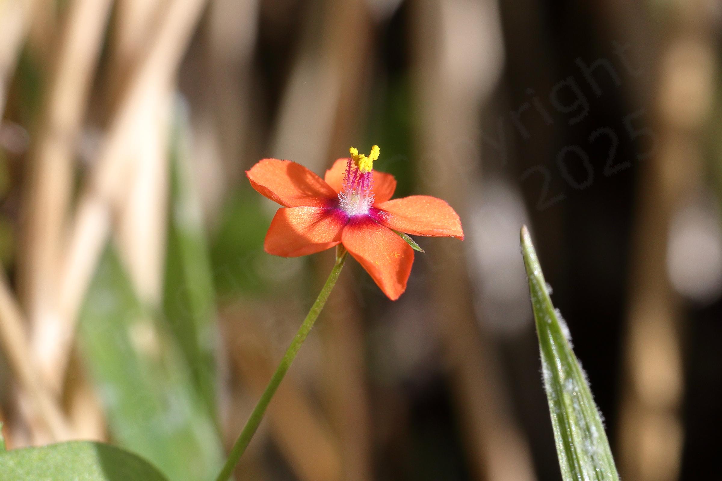 A Scarlet Pimpernel flower with five orangey red petals and bright yellow anthers attached to pinkish filaments which fade to white near the base.