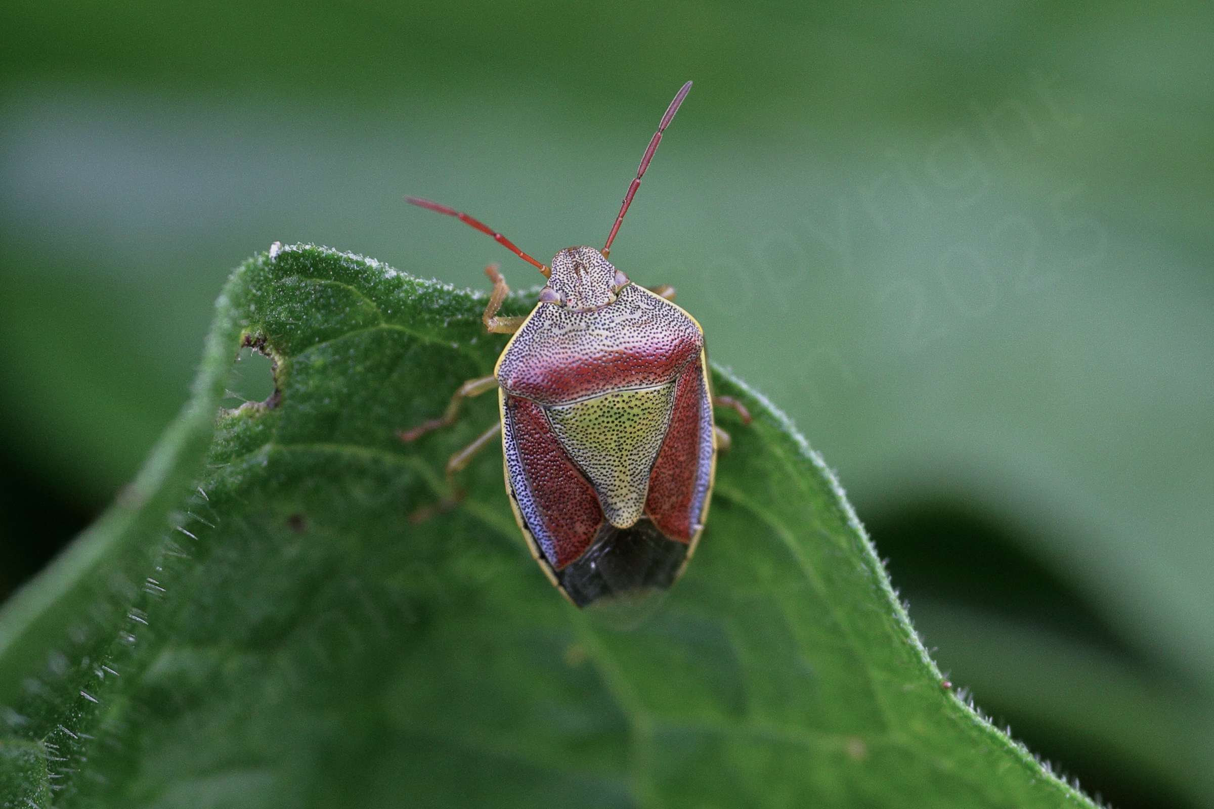A Gorse Shieldbug showing a deep red colouration apart from a green scutellum and a fine yellow margin around its abdomen.