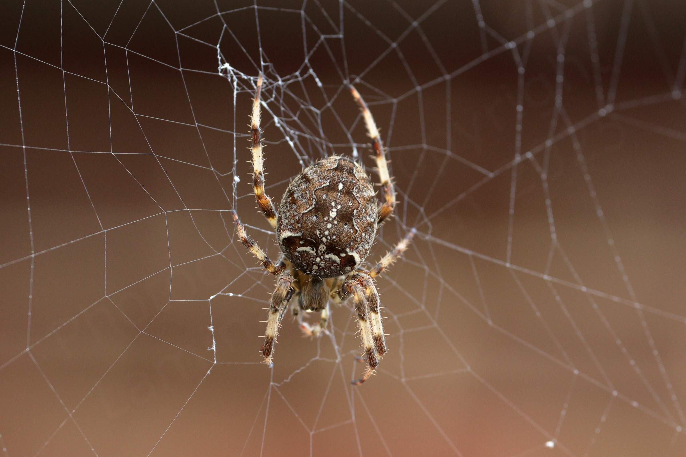 A large intricately patterned brown and white garden spider in the centre of its web. 