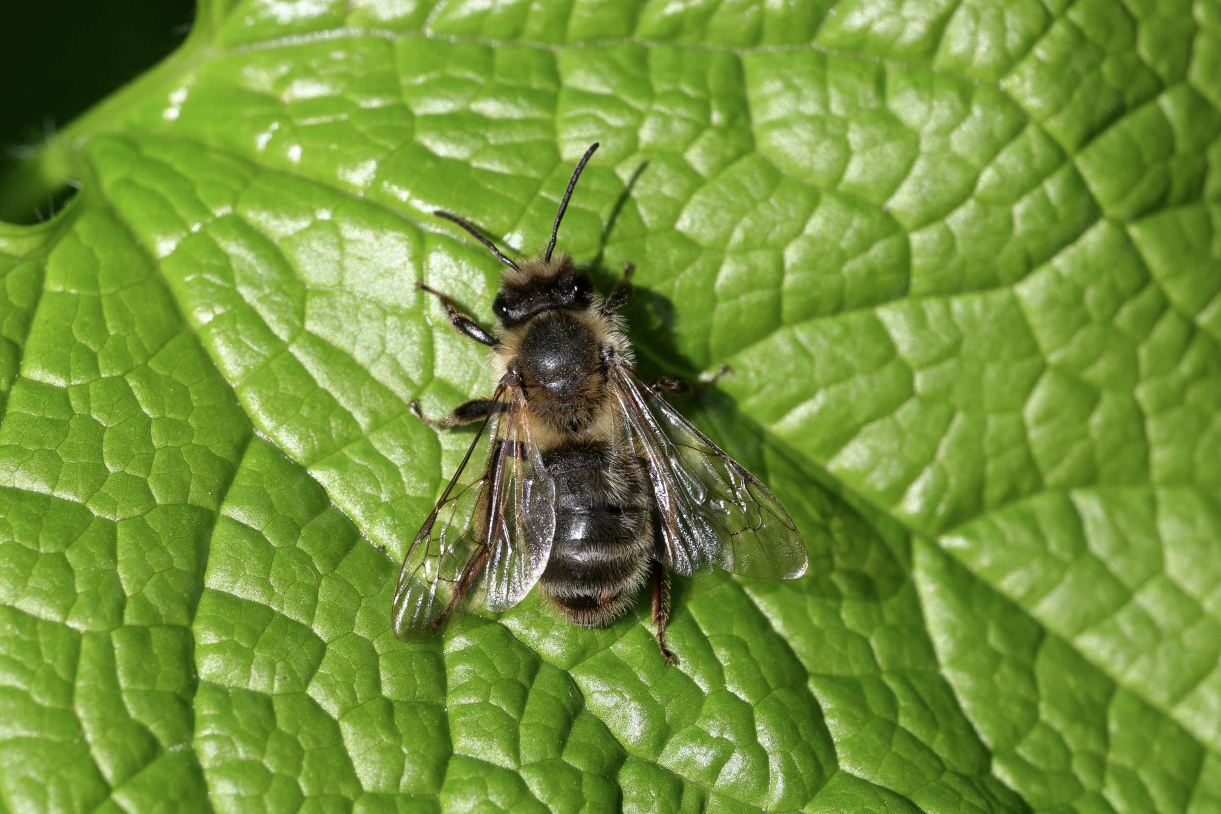 A glossy leaf is the favoured resting place for a medium sized bee which is a dark brown black colour and covered in pale brown and dark cream coloured hairs.