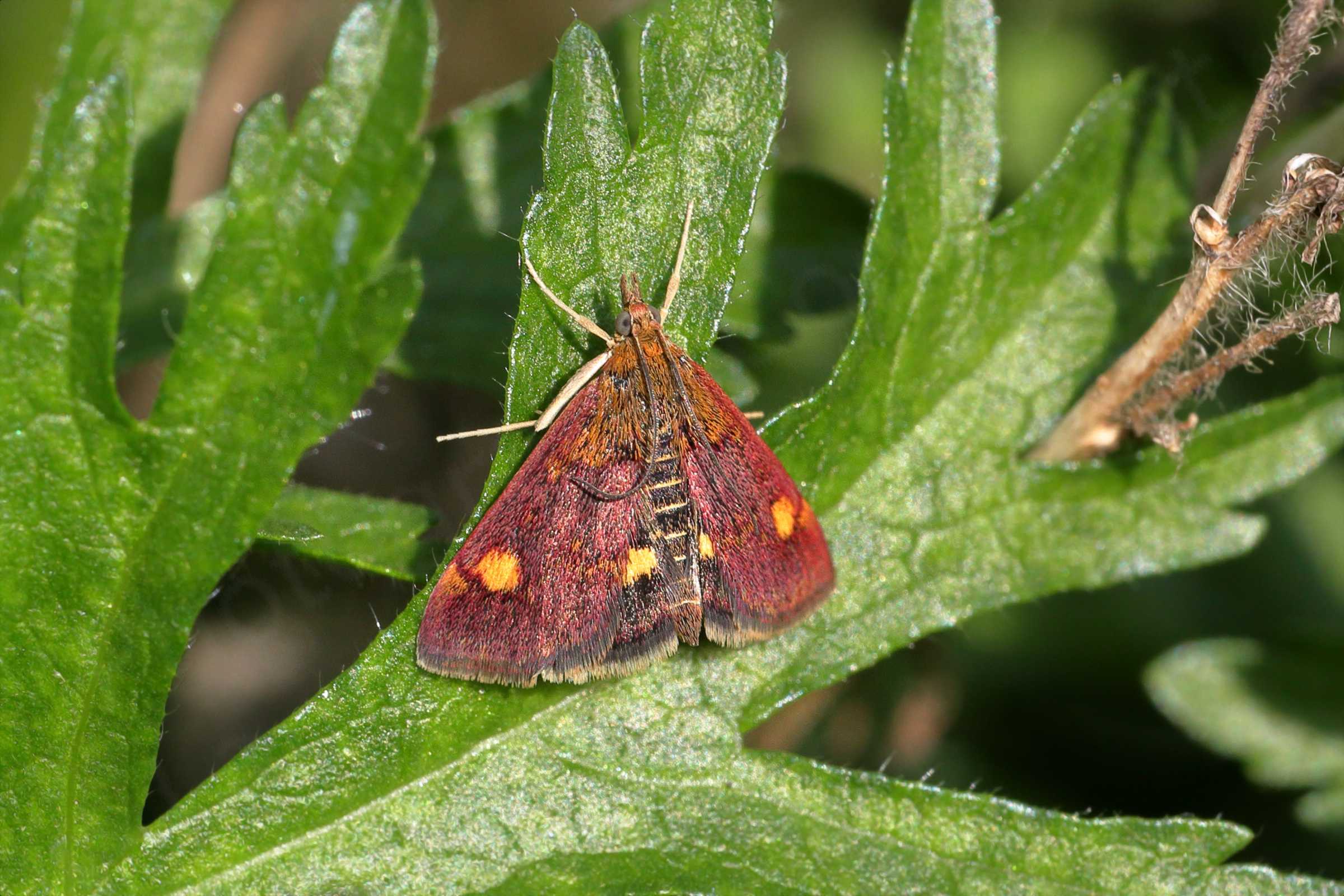 A tiny brightly coloured Mint Moth whose pale brown legs contrast with the bright orange and purple colours on the upper side of the wings.