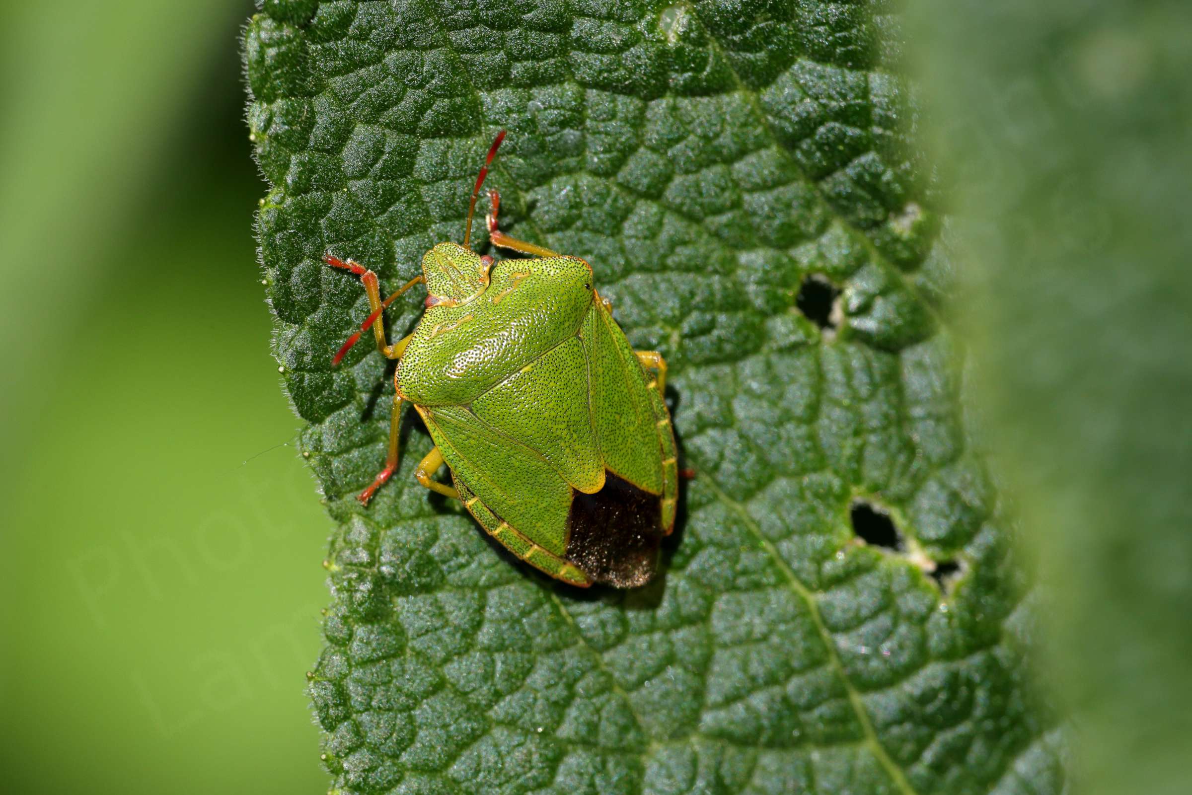 Reposing on a crinkled leaf is an adult Common Green Shieldbug mostly a bright lime green colour with red tips to its legs and antennae.