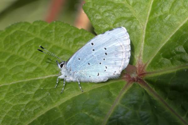 A Holly Blue Butterfly with folded wings showing the pale blue almost white hairy body and the pale blue underwings with small black markings.