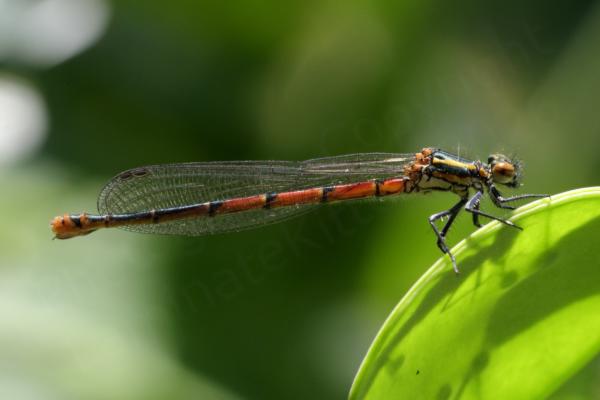A Large Red Damselfly possibly female with black and yellow thorax and red and black abdomen is at rest holding on the edge of a Honesty flower seed pod.