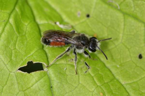 A small black bee with lots of white hairs and a broad dark red band across its abdomen.