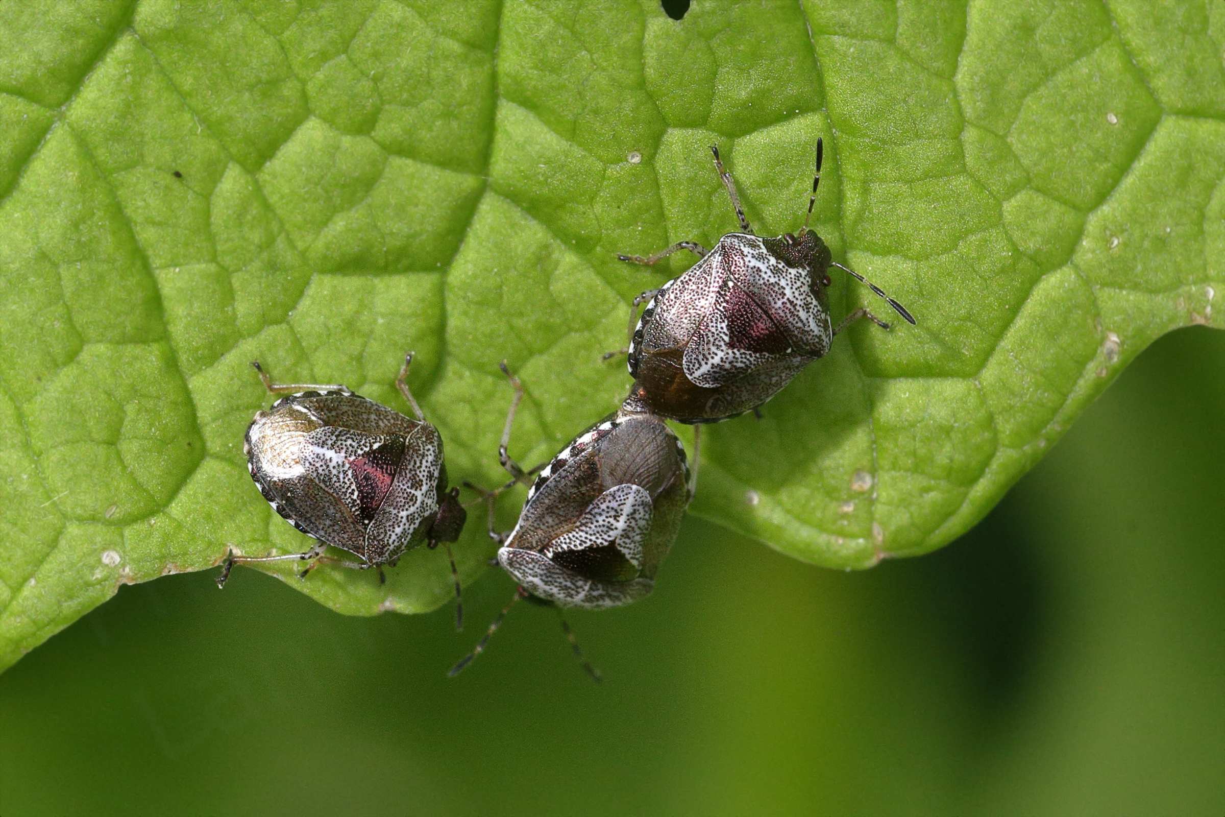 A trio of small white and bronze with crimson colouring Woundwort Shieldbugs are gathered on a leaf and two of the bugs are mating.