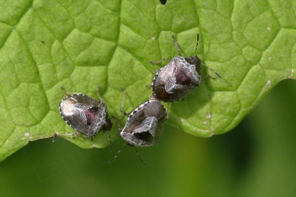 A trio of small white and bronze with crimson colouring Woundwort Shieldbugs are gathered on a leaf and two of the bugs are mating.