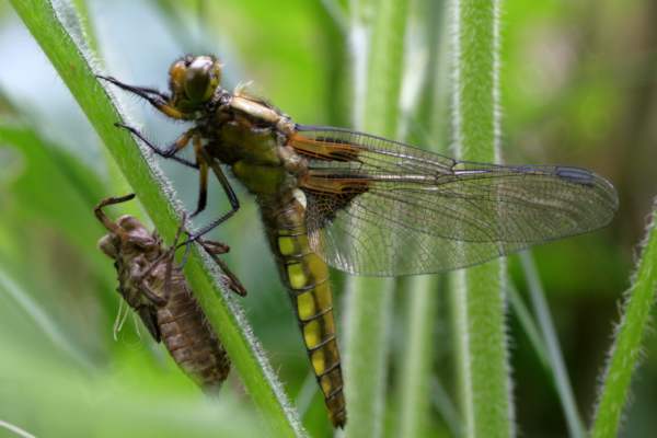 A yellowish brown and yellow Broad Bodied Chaser Dragonfly that has recently emerged from the pond and has yet to open its wings.