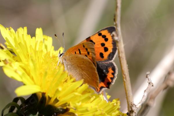 Feeding on a yellow flower is a Small Copper Butterfly vibrantly coloured in a coppery bright orange with brown markings.