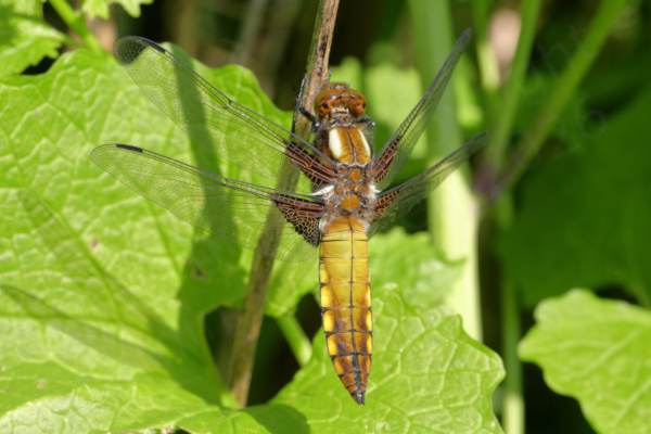 A recently emerged Broad Bodied Chaser Dragonfly with open wings and a golden yellow and brown colouration.