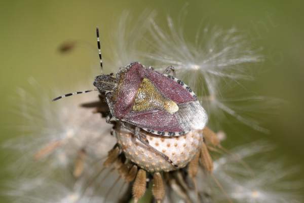 An old seedhead of interest to a Hairy Shieldbug which is riot of colour with black and white antennae head and connexivum with purplish brown and  mustardy gold elsewhere.