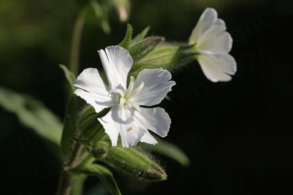 A White Campion flower which has five deeply divided large white petals and long white stamens.