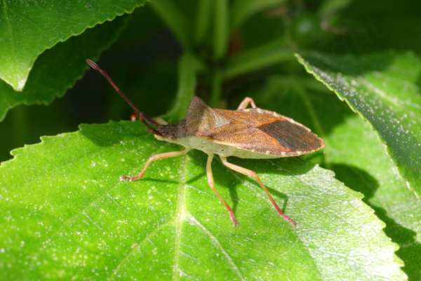 Enjoying the morning sun is a Box Bug which is a fairly slender but angular Leatherbug with its upper half various shades of glossy brown and a much lighter underside.