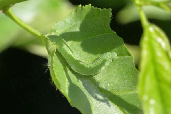 Then Caterpillar of the Brimstone Butterfly is mostly bright green although paler underneath and the top sides are covered in tiny black dots.