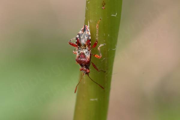 A Hypericum Rhopalid Bug which is quite small and the crimson and cream coloured body is covered in short whitish hairs.