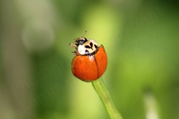 A bright red Harlequin Ladybird with black markings on a white pronotum and singularly spot free elytra.