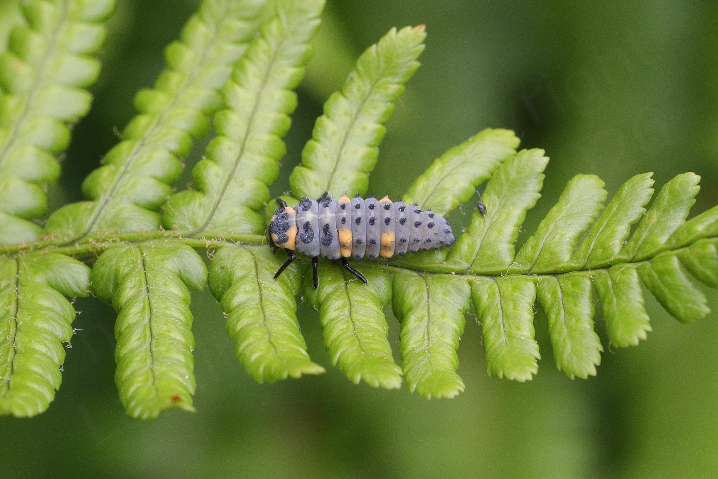 A green fern like leaf is hosting a long grey 7 Spot Ladybird larva with clusters of black hairs and a few orange to yellow spots.