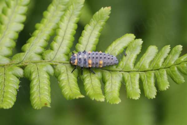 A green fern like leaf is hosting a long grey 7 Spot Ladybird larva with clusters of black hairs and a few orange to yellow spots.