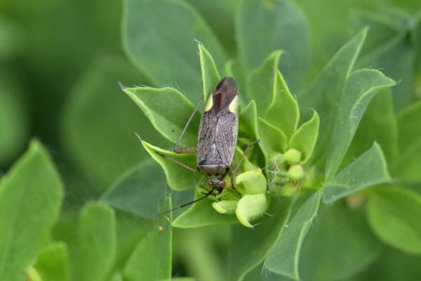 A Trivial Plant Bug which is pale green and brown in colour with reddish brown eyes and reddish veins in the wing membranes.