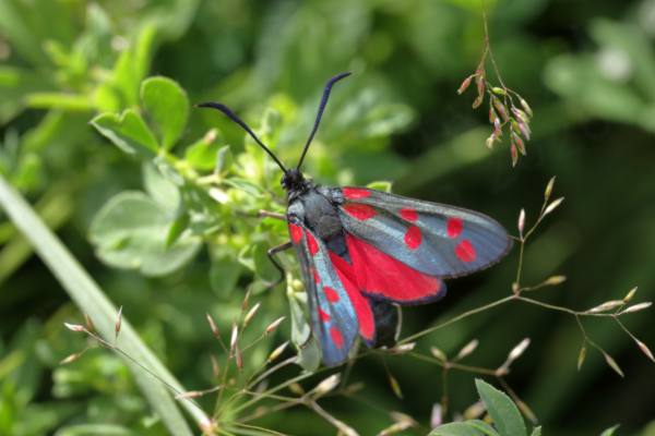 A Six Spot Burnet Moth black in colour except for the wings which have stunning red spots on the upper forewings and black bordered red hind wings and underwings.