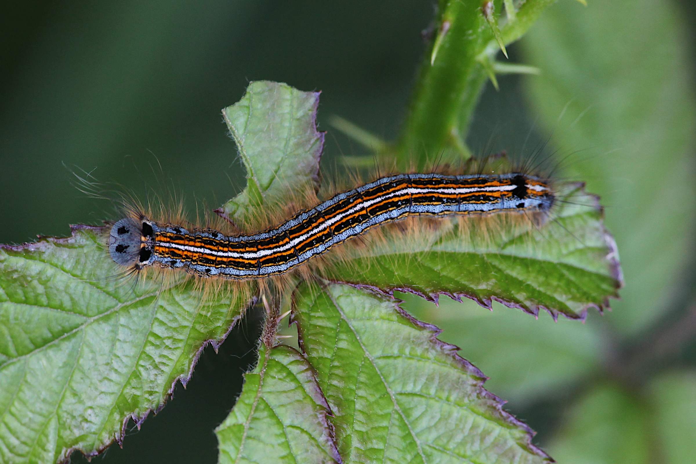 A beautifully coloured and very hairy Lackey Moth Caterpillar with a light blue head and body and longitudinal stripes of white black and orange.